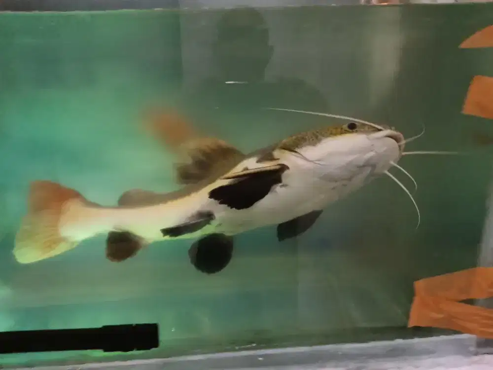 Dijual ikan rtc jumbo