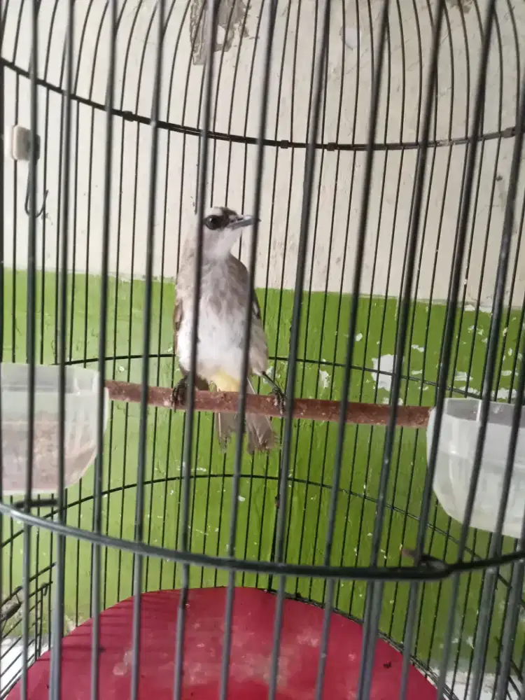 Burung trucuk Jateng fulset ebod