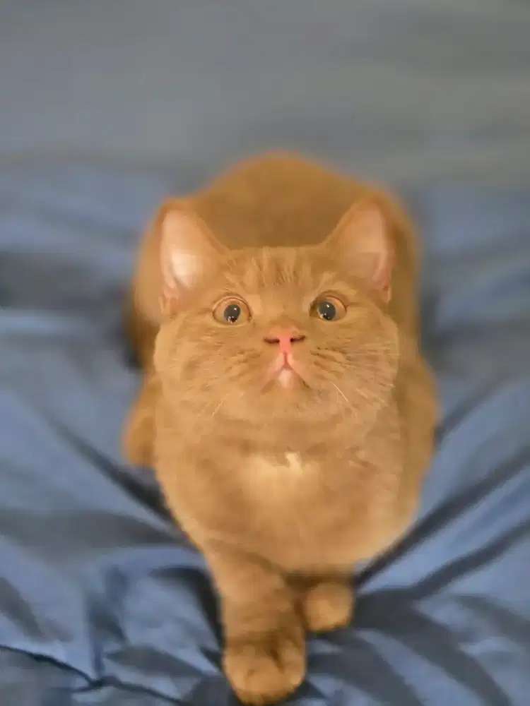 Kucing british shorthair bsh british shorthair