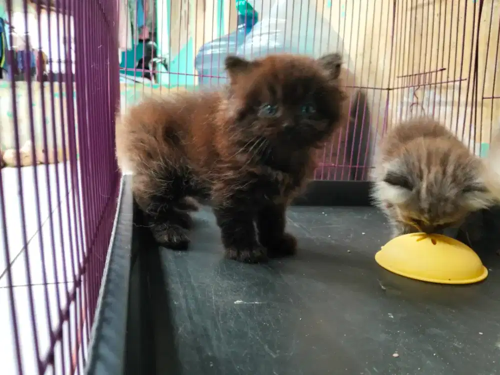 Open adopsi kucing Persia