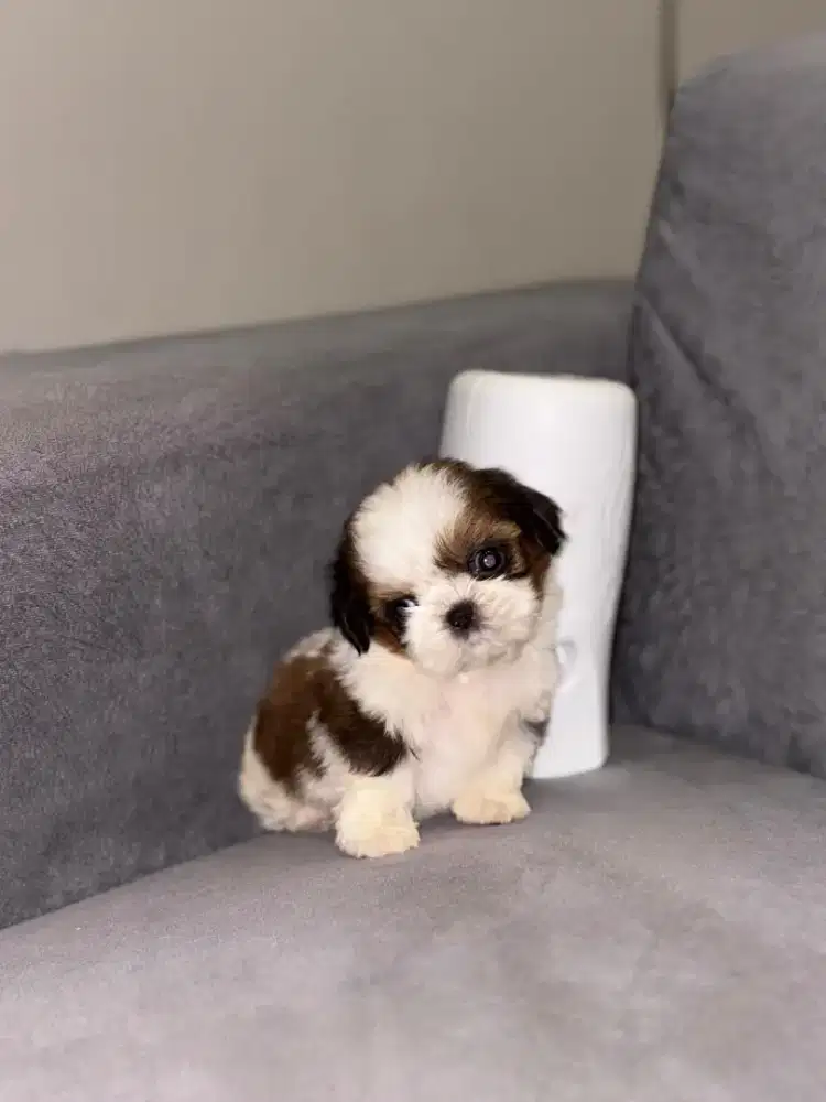 shihtzu jantann