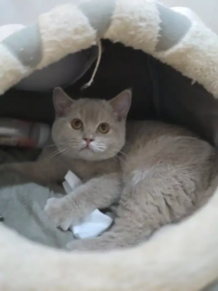 Kucing british shorthair bsh british shorthair