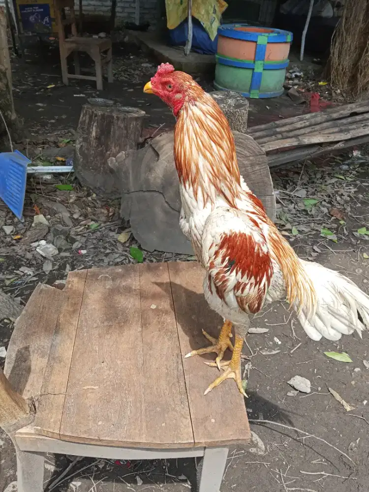 Ayam Bangkok 2D (plucker USA x pakhoy)RJF