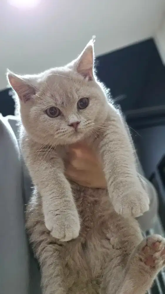Kucing british shorthsir bsh british shorthair