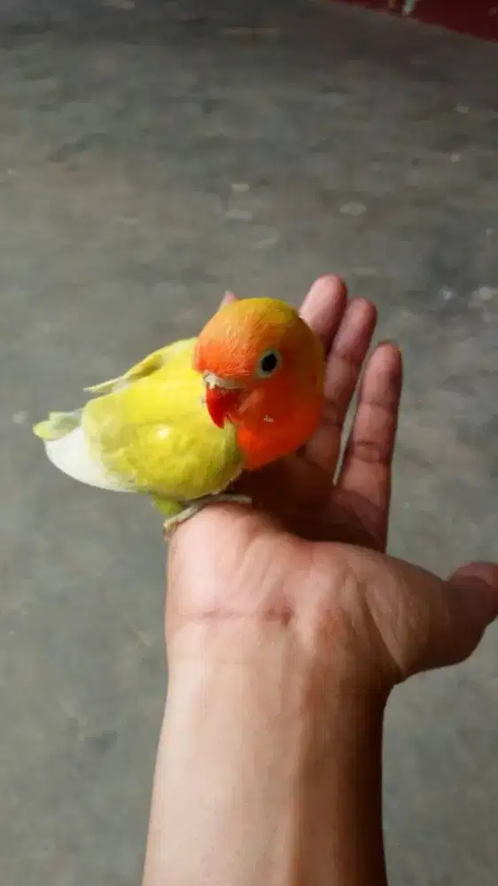 Silahkan ambil saja burung love bird jinak total usia muda