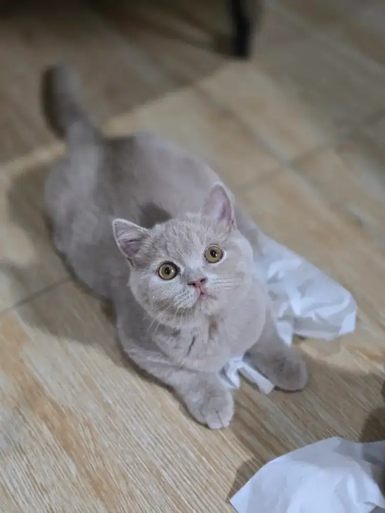 Kucing british shorthair bsh fawn