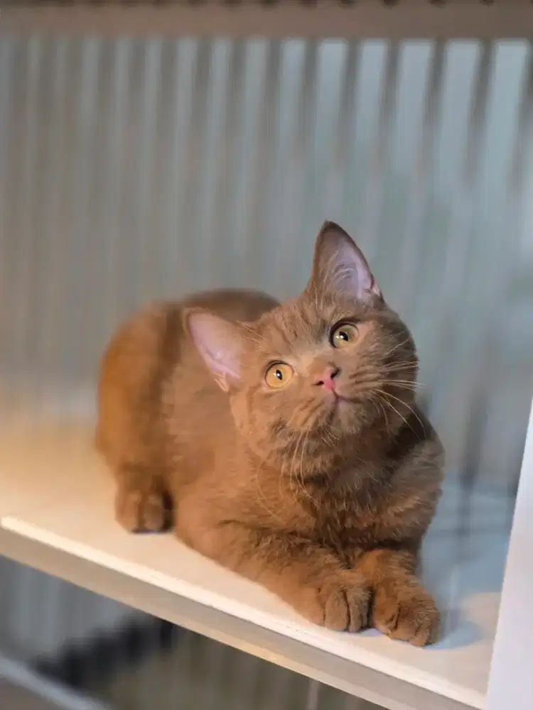 Kucing british shorthair bsh cinamon