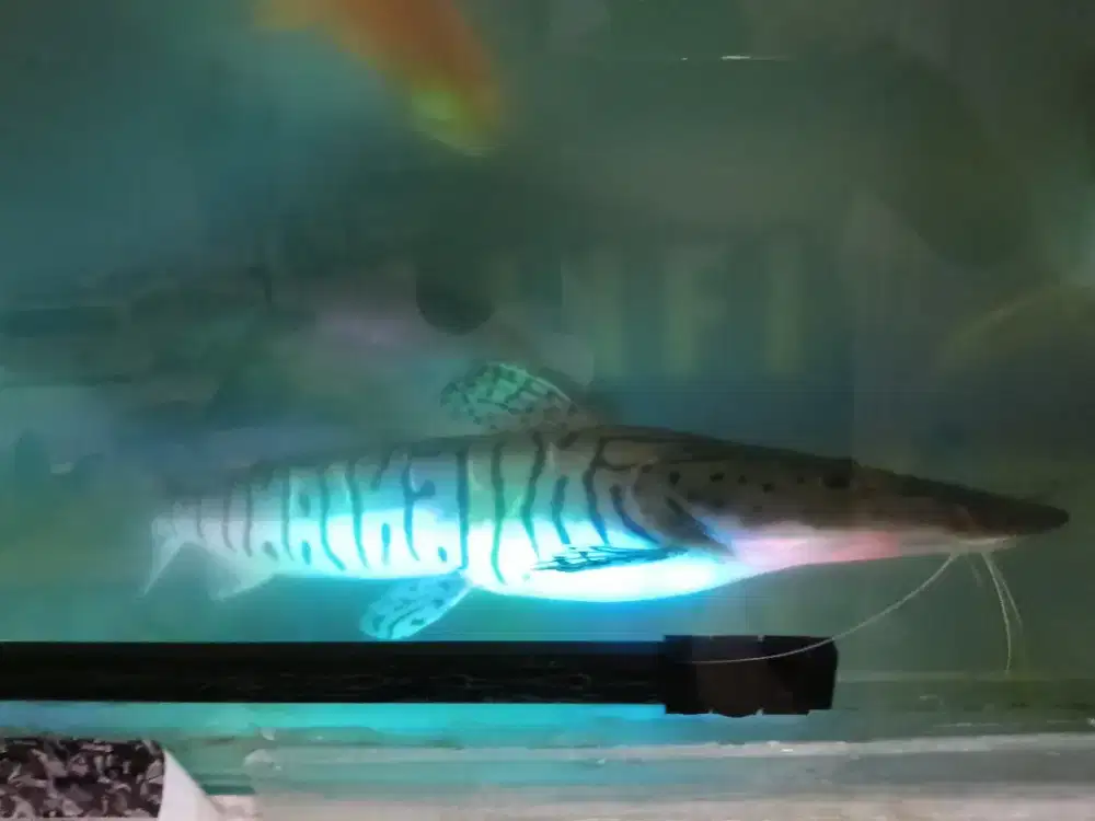 Dijual ikan tiger catfish jumbo