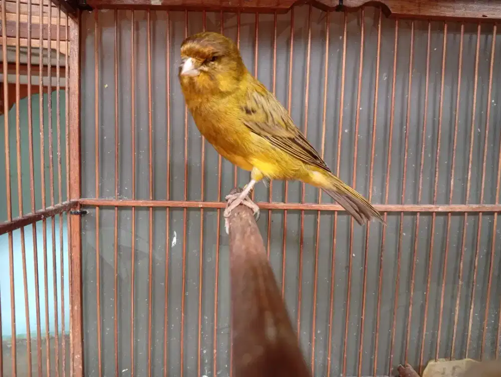 Kenari F2YS Body Big