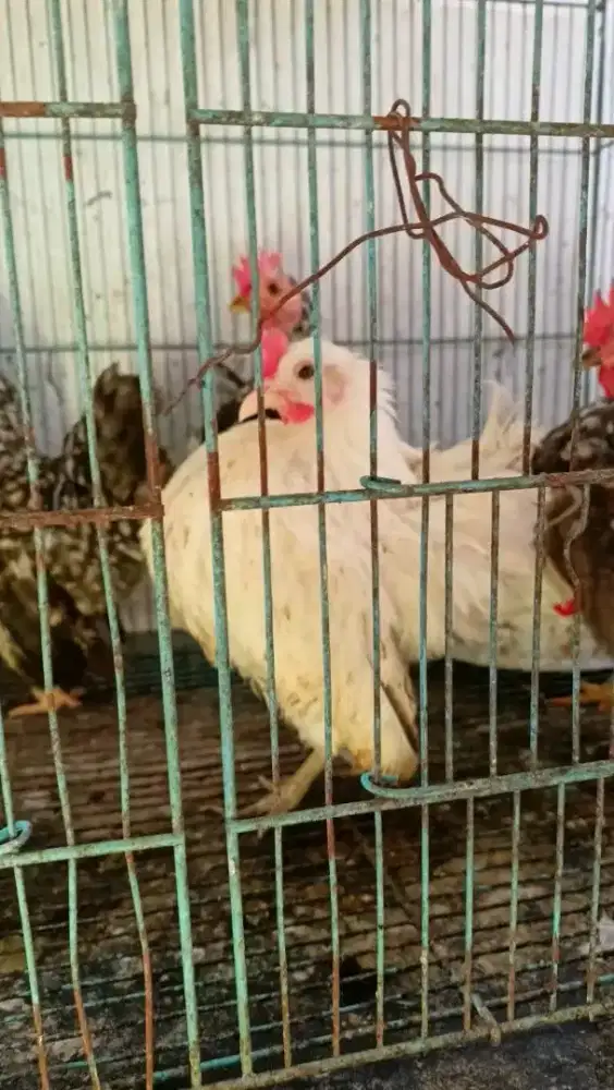 Babonan  Serama Jalak