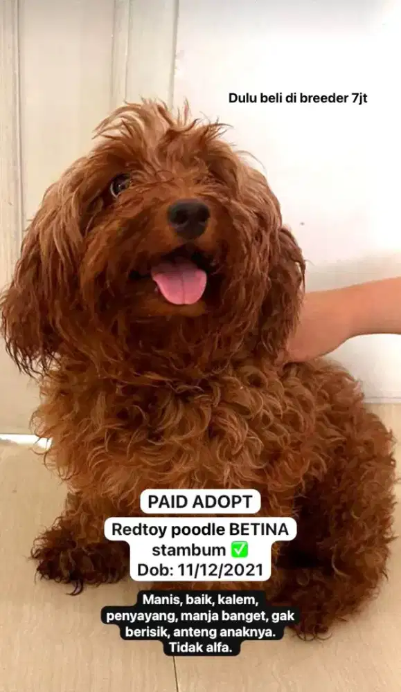 ANJING BETINA REDTOY POODLE
