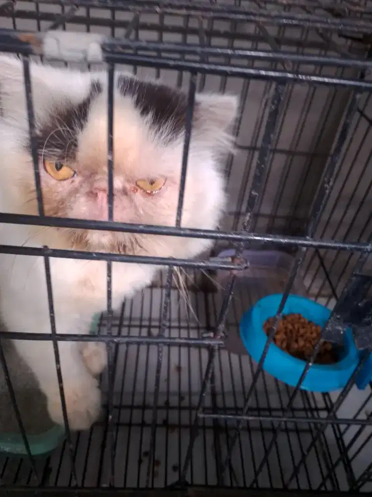 Edisi bosan ngurangi momongan