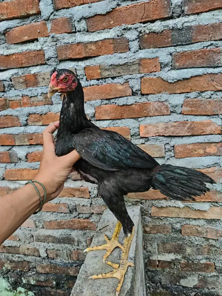 Anakan Ayam Bangkok Pakhoy Jantan