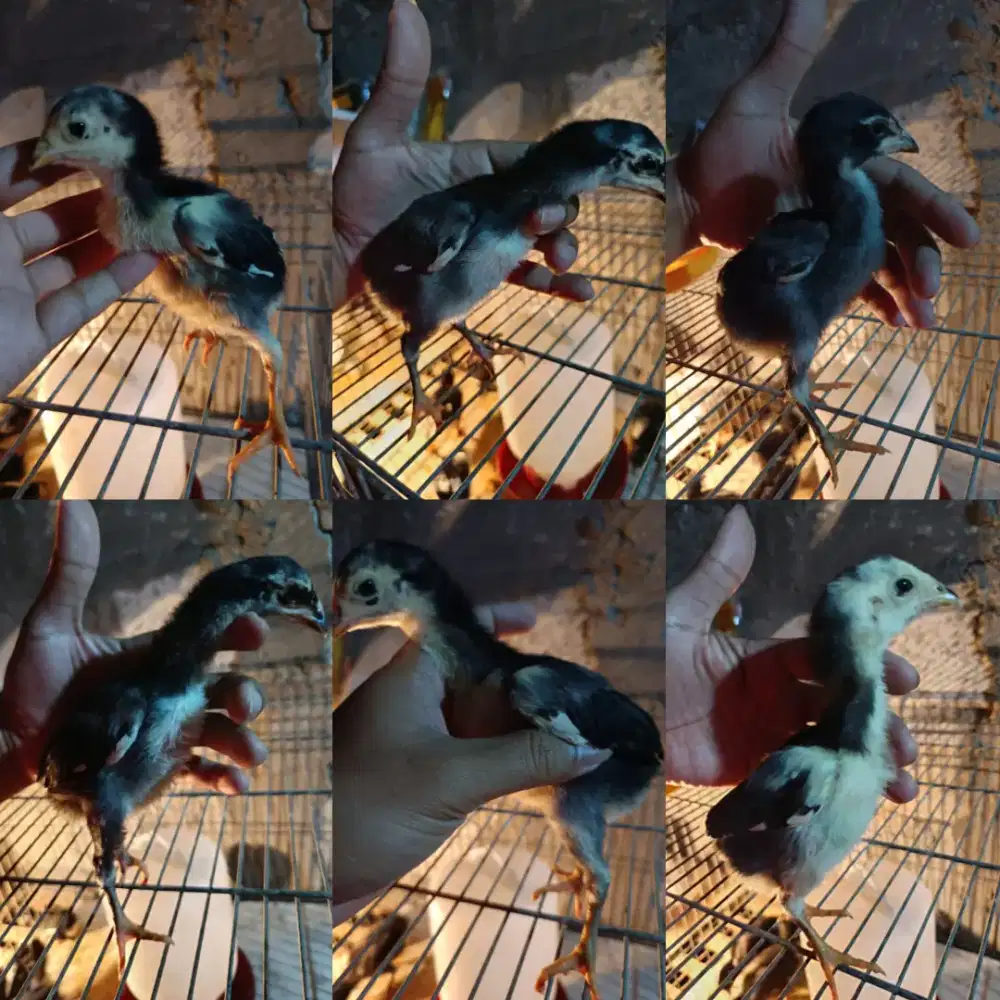 Anakan Ayam Bangkok Klasik