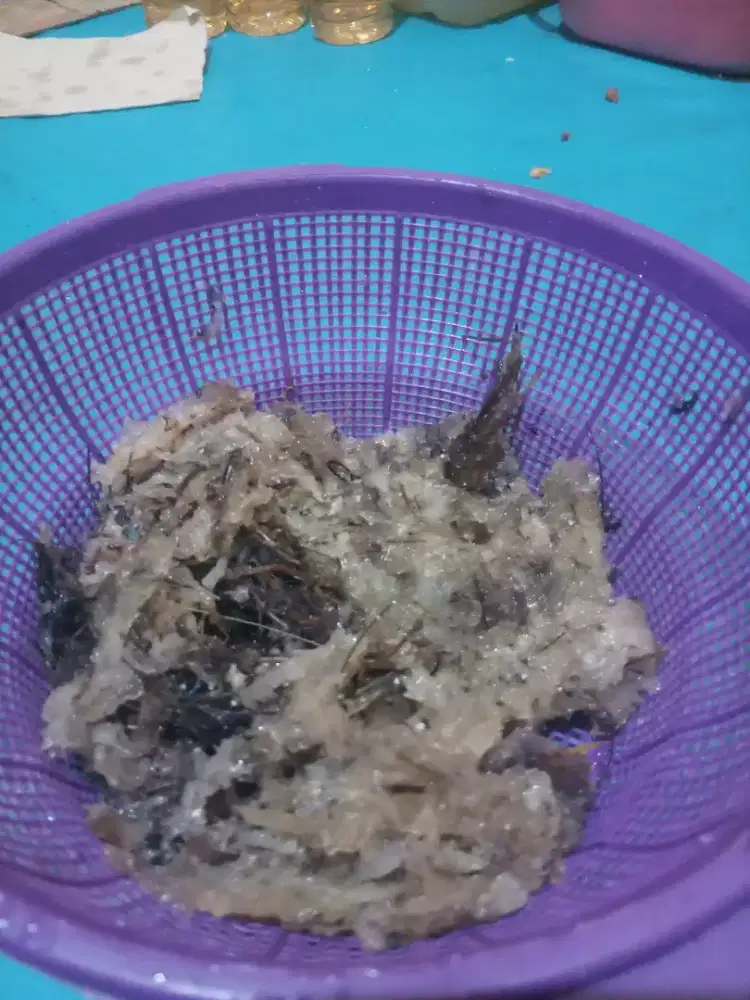 sarang walet kotor basah