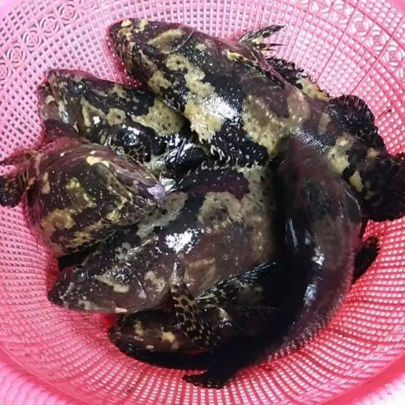 LIVE SEAFOOD SIAP KIRIM