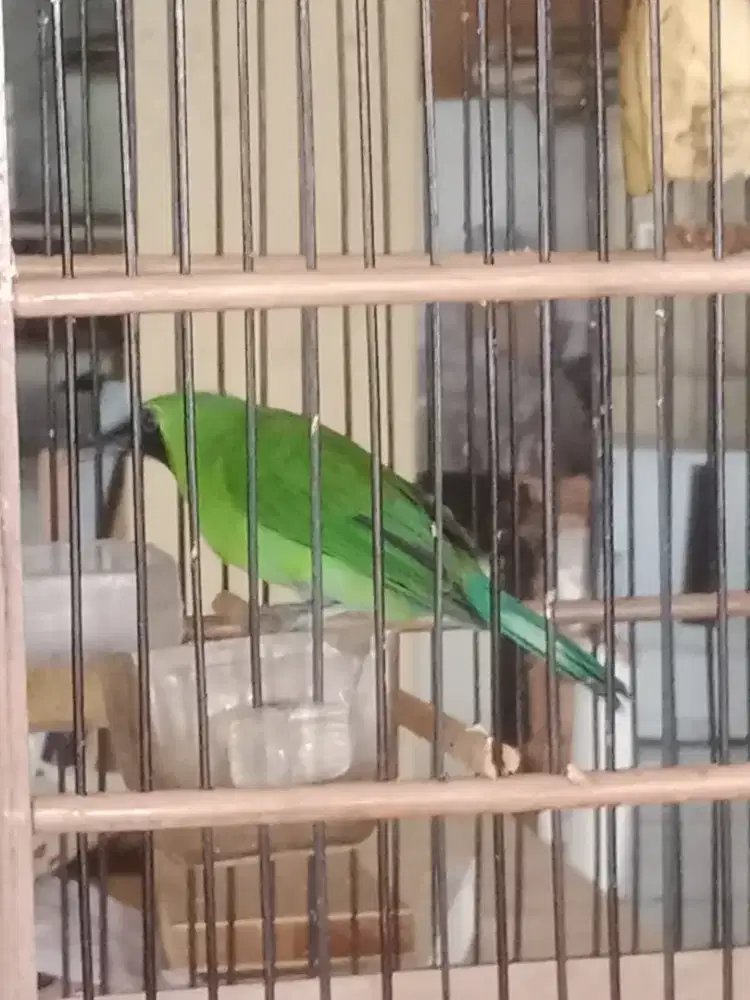 Masteran burung murai blorok burja