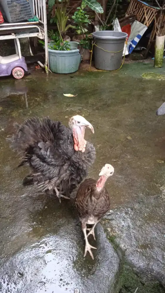 Jual ayam kalkun sepasang udah produksi 1x