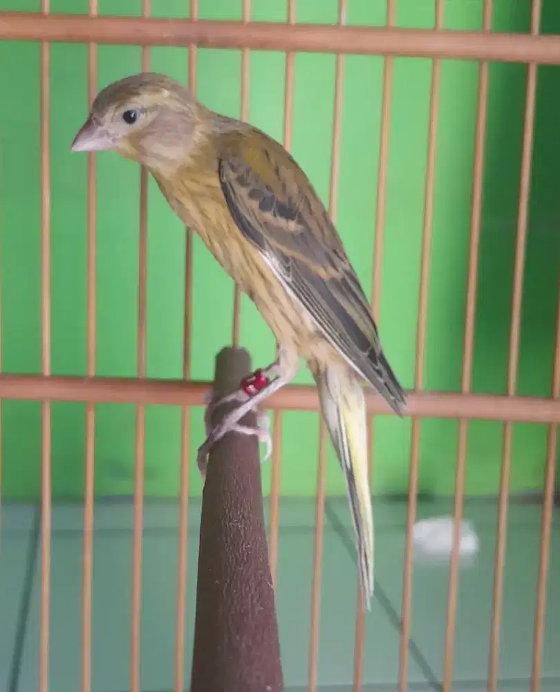 Paud kenari sf x cros