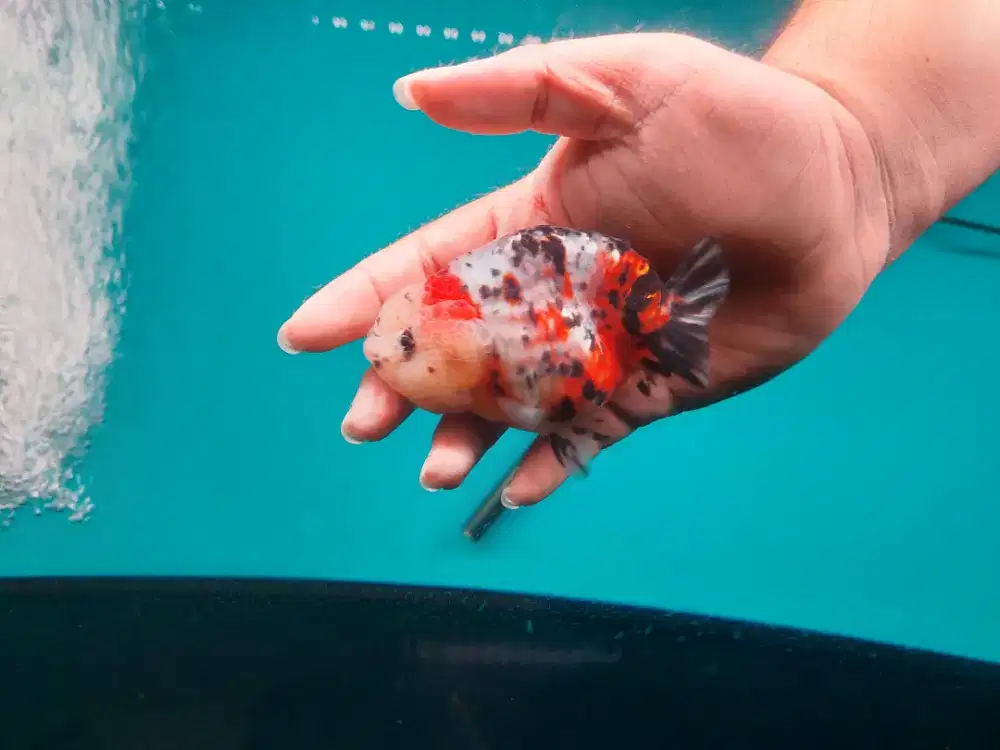 Ikan Mas Koki Ranchu Calico Size 10 Cm