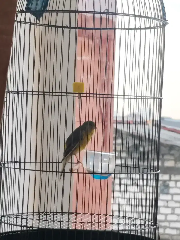 Kenari sfl melengkung gacor