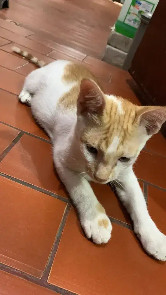 Kucing untuk di adopsi gratis