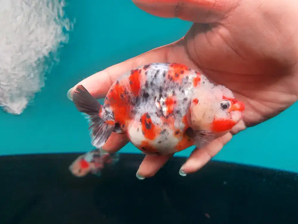 Ikan Mas Koki Ranchu Calico 10 Cm