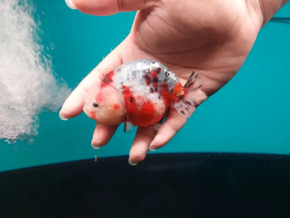 Ikan Mas Koki Ranchu Calico Size 10 Cm