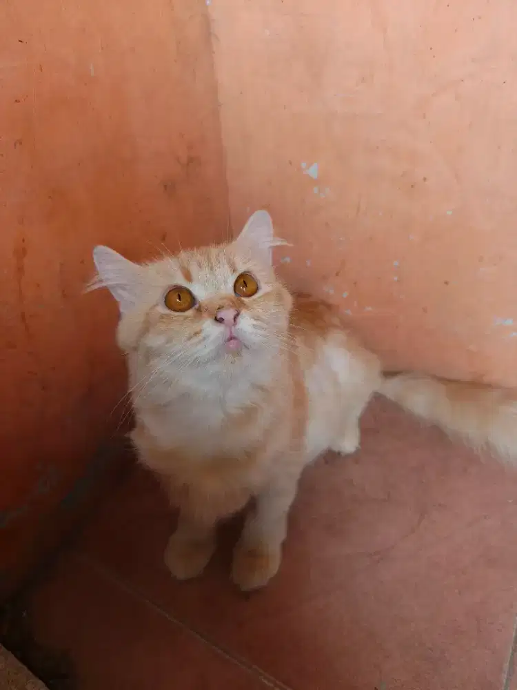 Persia medium lagi bunting