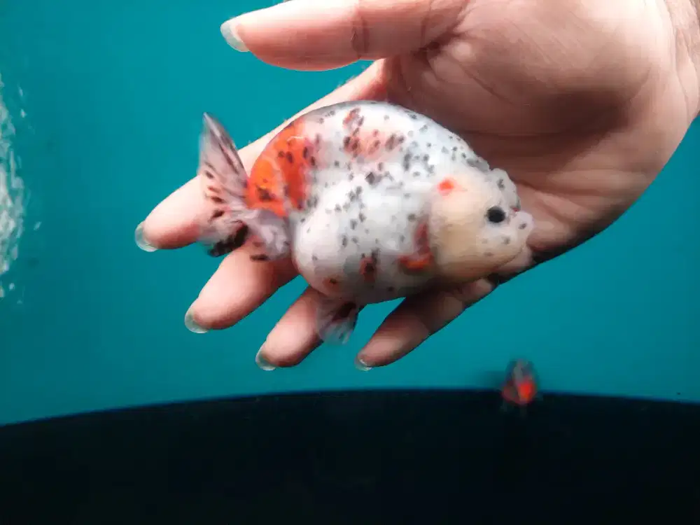 Ikan Mas Koki Ranchu Calico Size 10 Cm