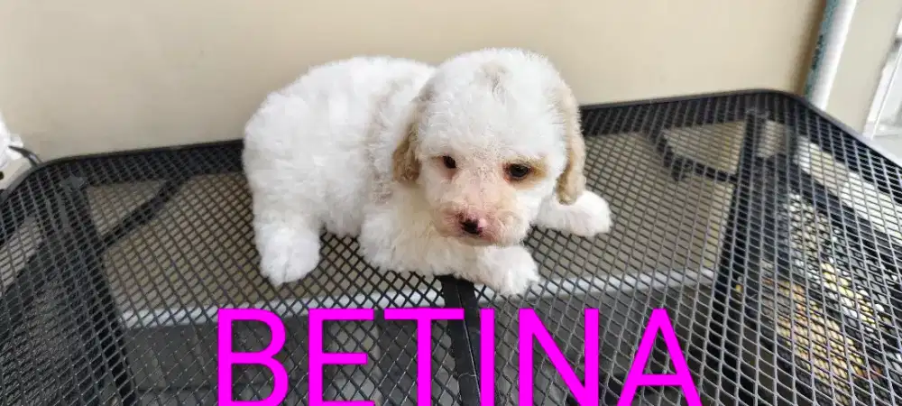 Poodle Murah Dob 11 Desember 2025