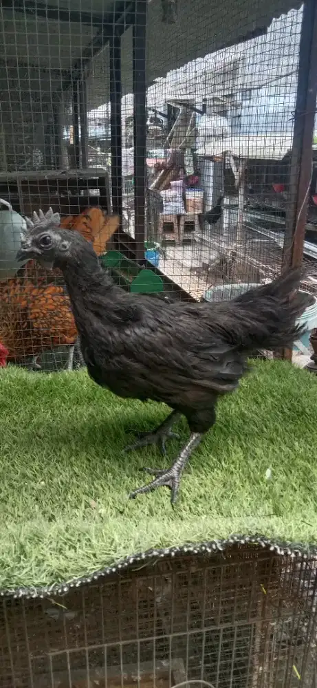 Cemani lidah hitam mantap