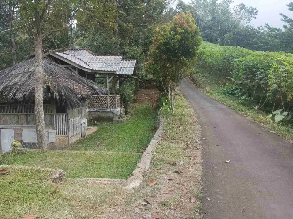 Kebun Durian Menguntungkan Panen Rutin 4.200 Buah