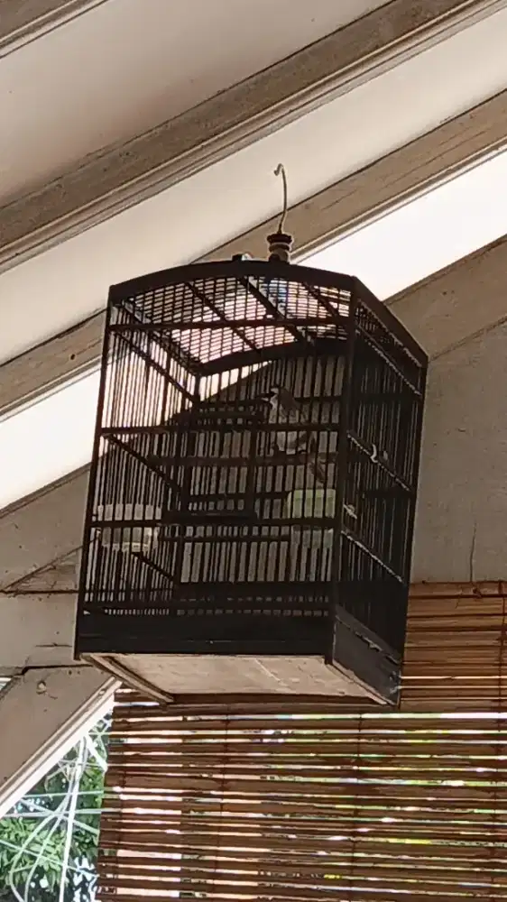 Kandang no 4 bonus isi