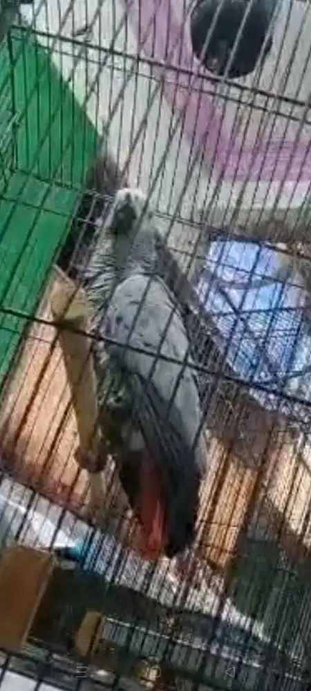 AFGRAI TALKING assalamualaikum