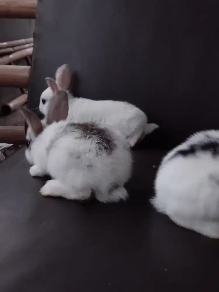 jual anak kelinci lokal murah