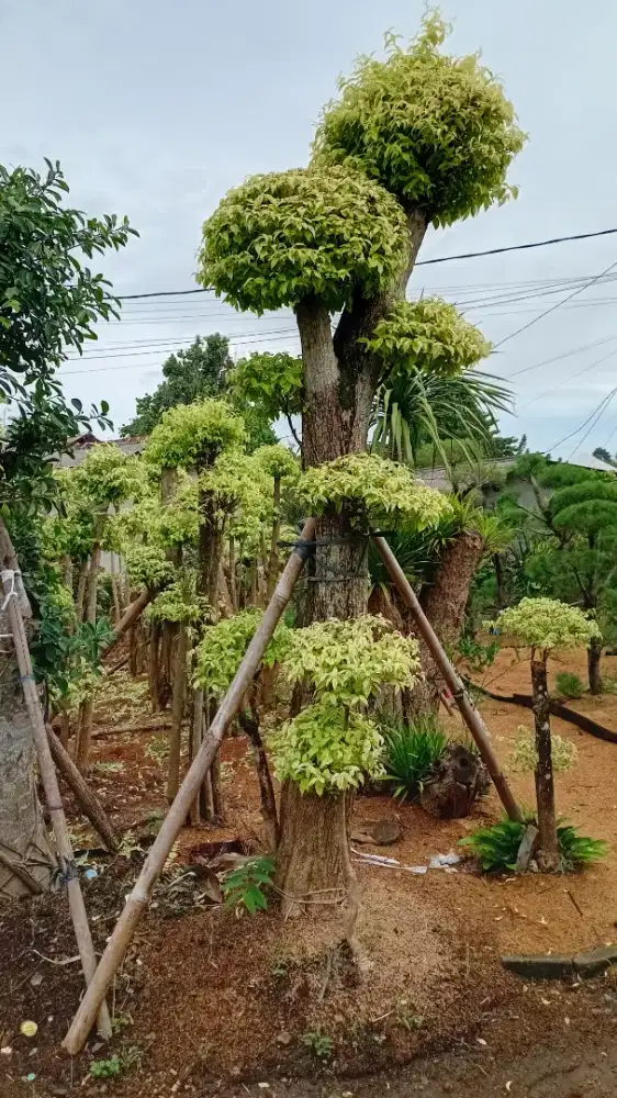 bosay anting putri dan tanaman hias