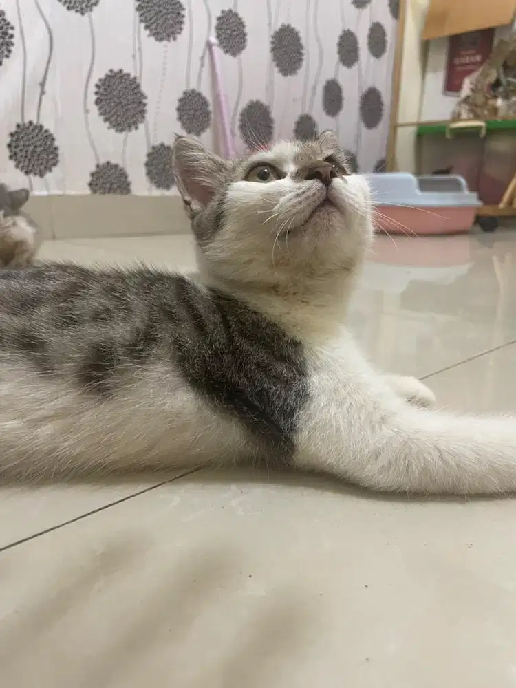 Kitten mix BSH male 5bln