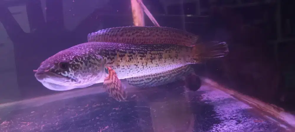 Ikan gabus ikan air tawar