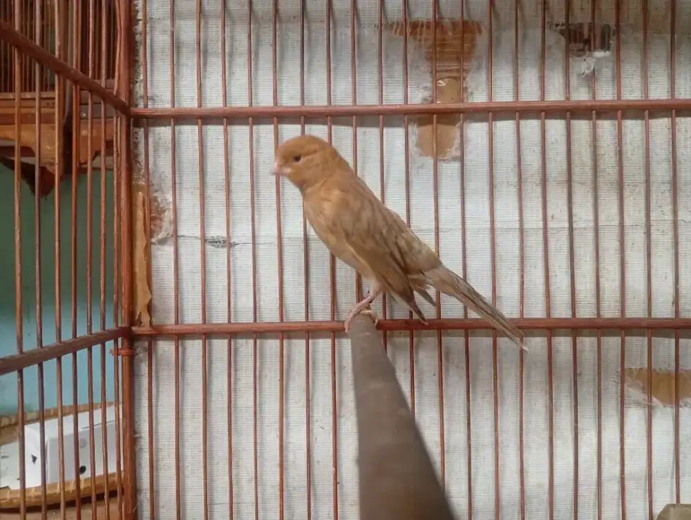 Kenari AF Isabel Paud