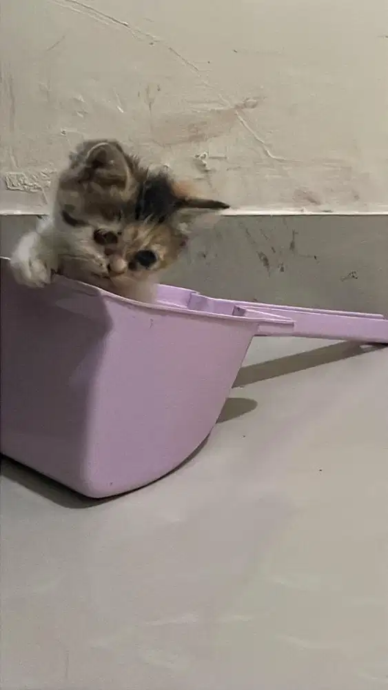 Kitten BSH male & female bico