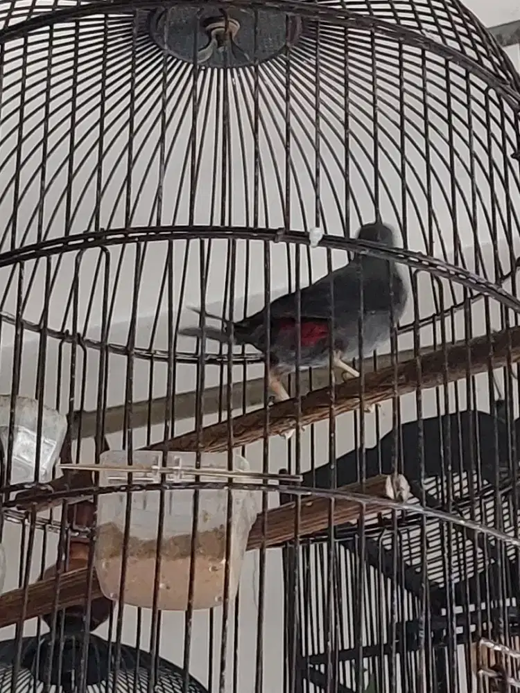 Burung rio rio jantan