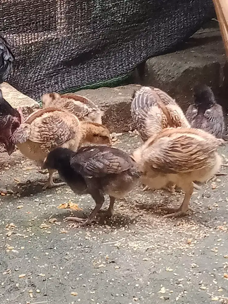 Anak ayam pelung dan induk betina