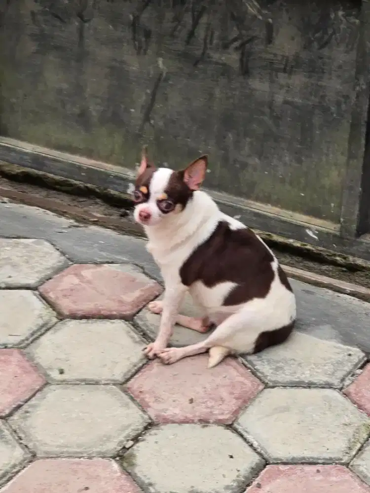 Cihuahua betina murah