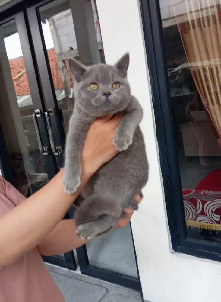 Kitten bsh blue jantan 3 bulan ibu bapak ped lepas non ped aja