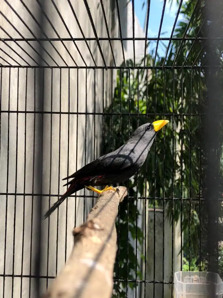 BURUNG RIO SULAWESI GACOR