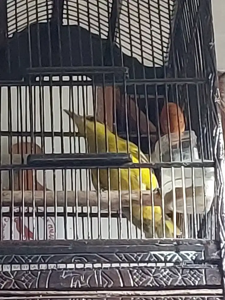 Burung kepodang jawa