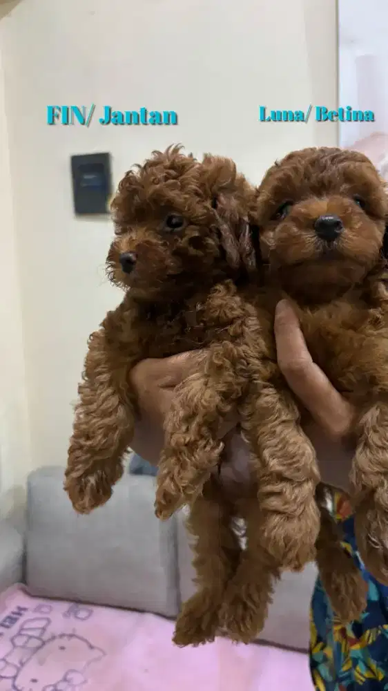 Open Adopt Toy Poodle Dob 15 November 2025 Jantan dan Betina