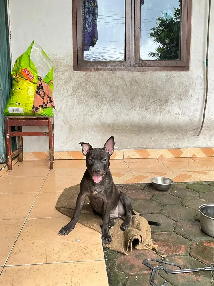 Sisa yang HITAM, Pure American Pitbull Terrier jual ganti pakan saja!!