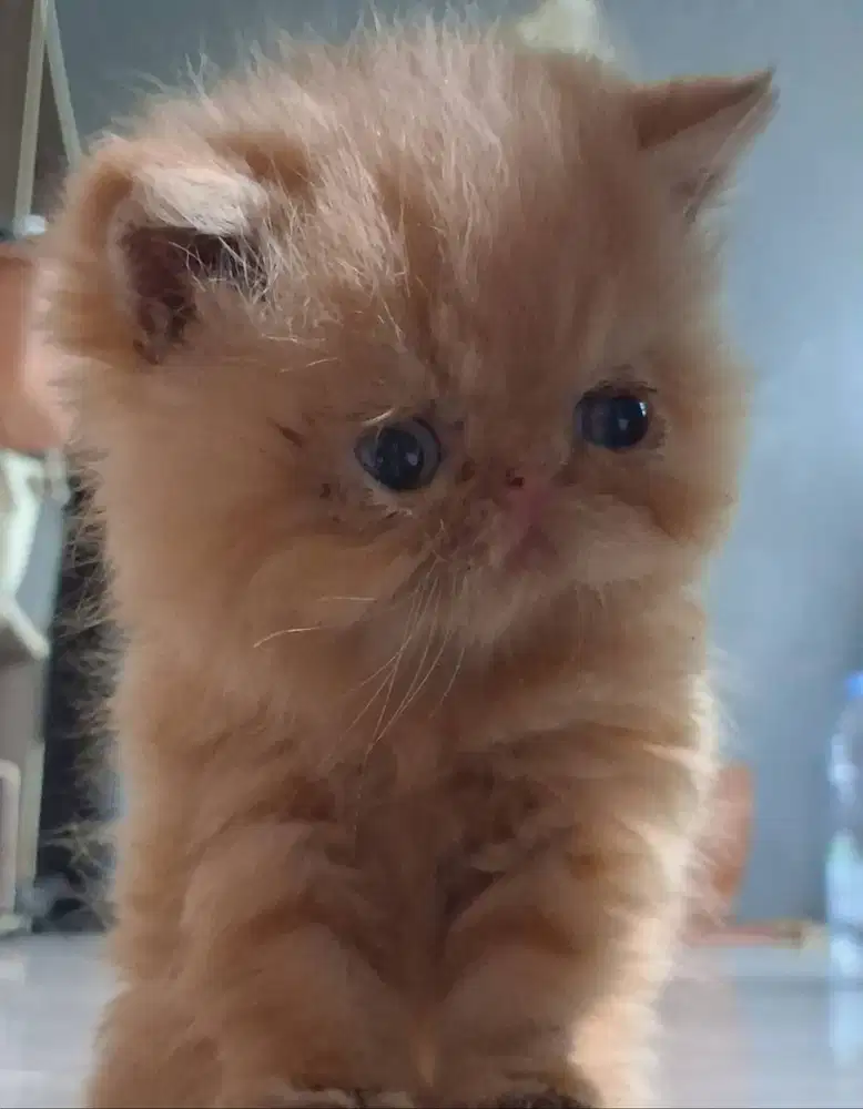 KUCING PEAKNOSE EXOTIC SHORTHAIR